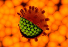 virus-hepatite
