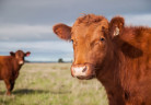 vaca_fdp