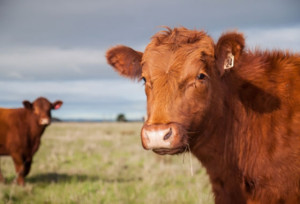 vaca_fdp