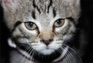 gato_fdp