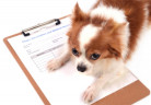 cachorro3_freedigitalphotos