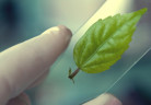 planta_fdp