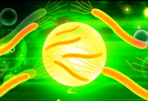 bacteriaamarelafdp