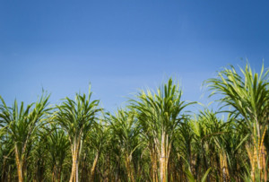 canadeacucar_fdp