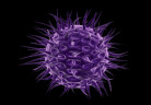 virus_roxo_freedigitalphoto