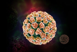 hpv_fdp