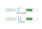 ECO-giardia2