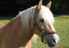 cavalo_freeimages
