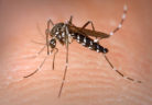 Aedes_Albopictus-Unimed