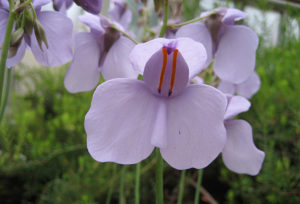 Utricularia_reniformis_wikipedia