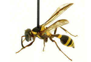 unesp